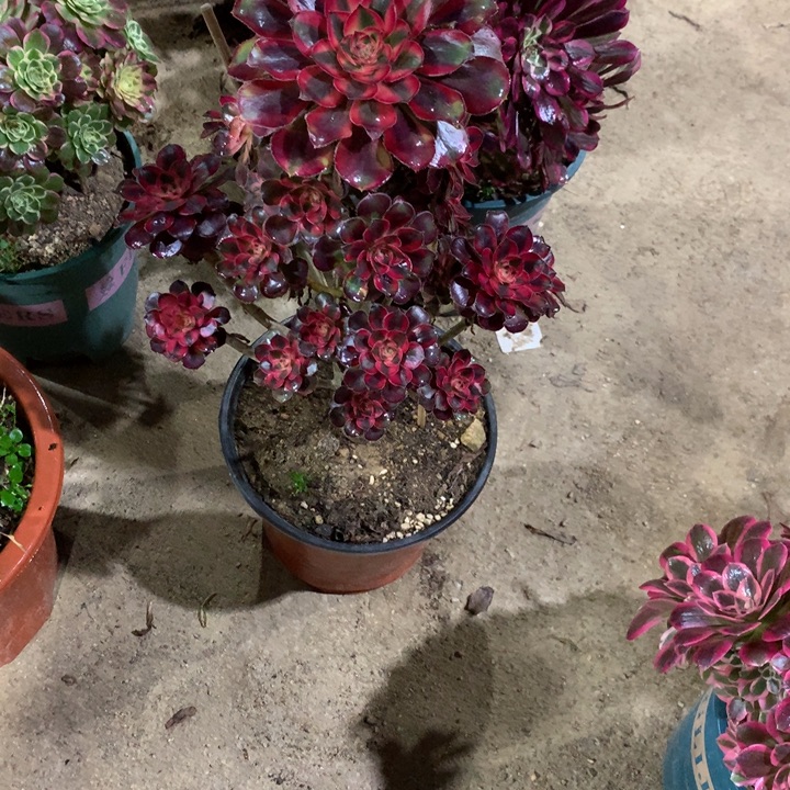 032香奈儿多肉植物特价