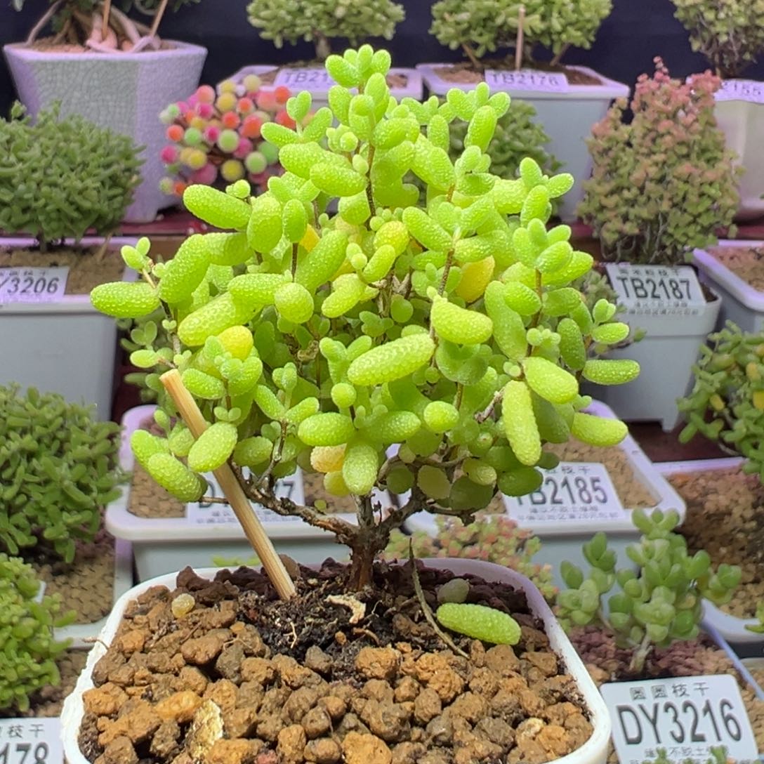 3124蜜橘糖球一物一拍