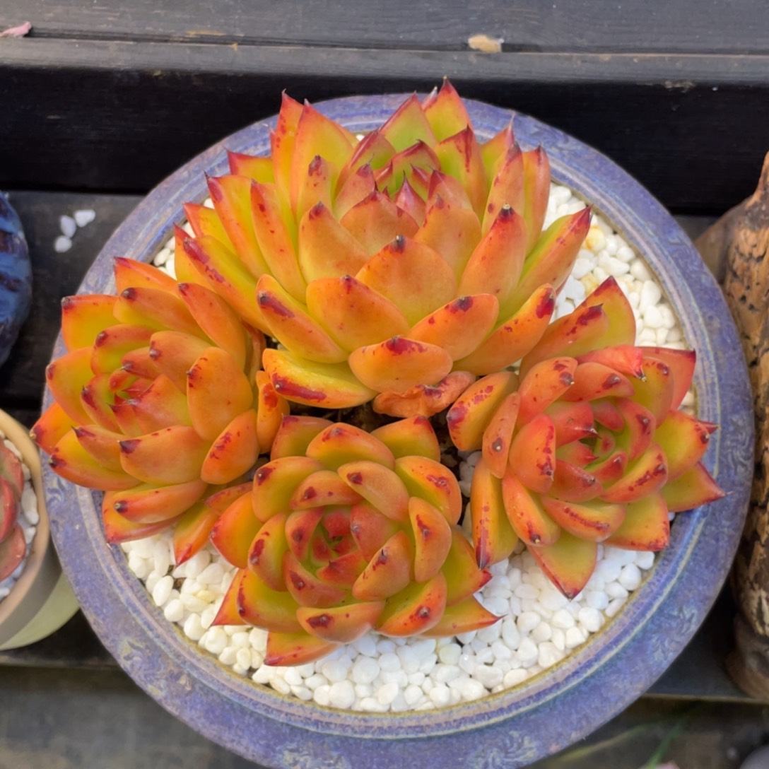 冬云杂多肉植物盆栽多肉