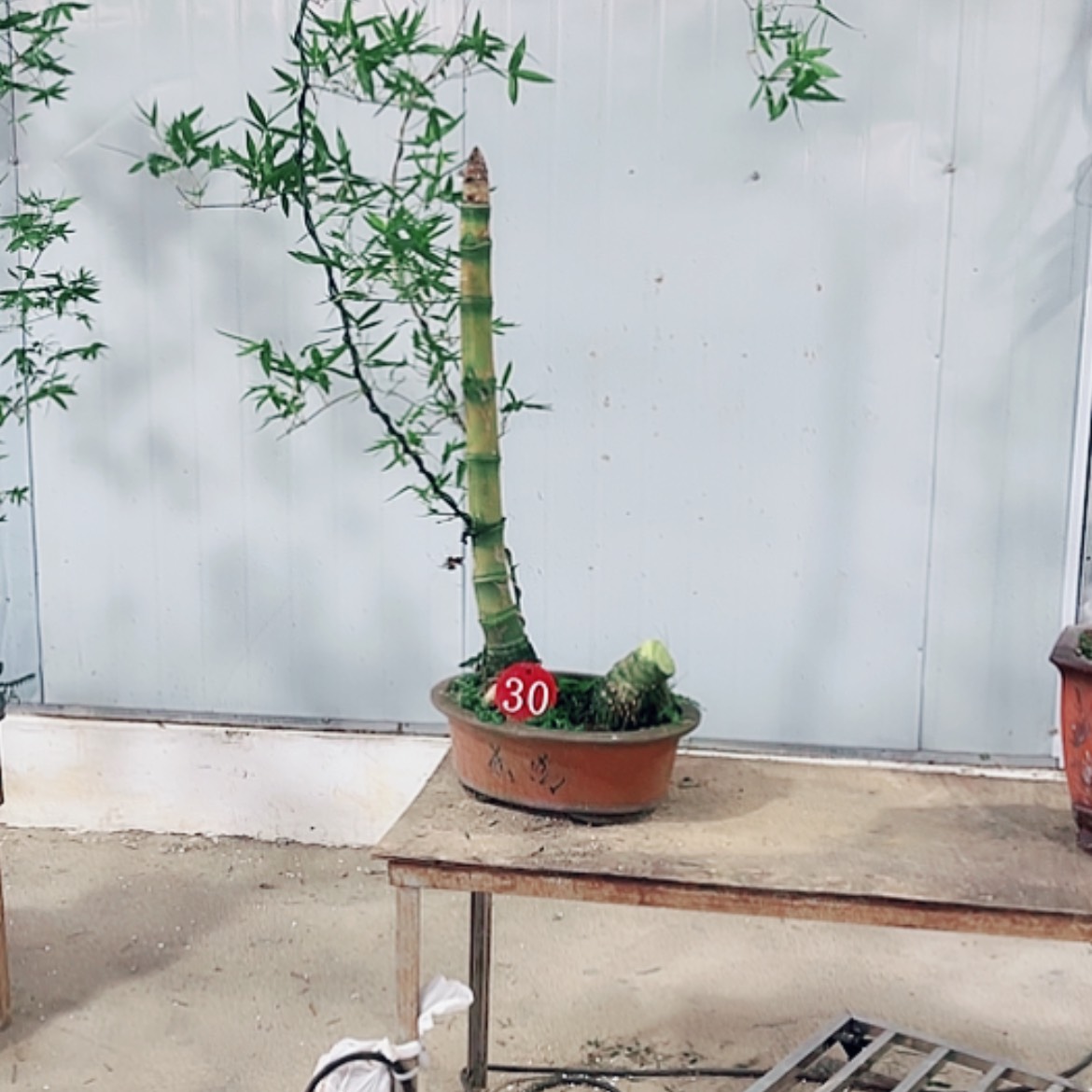 【闪购商品】完全开放月**风