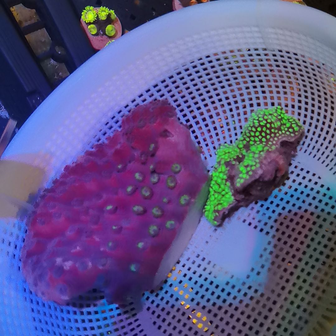 纽扣珊瑚两块套餐
