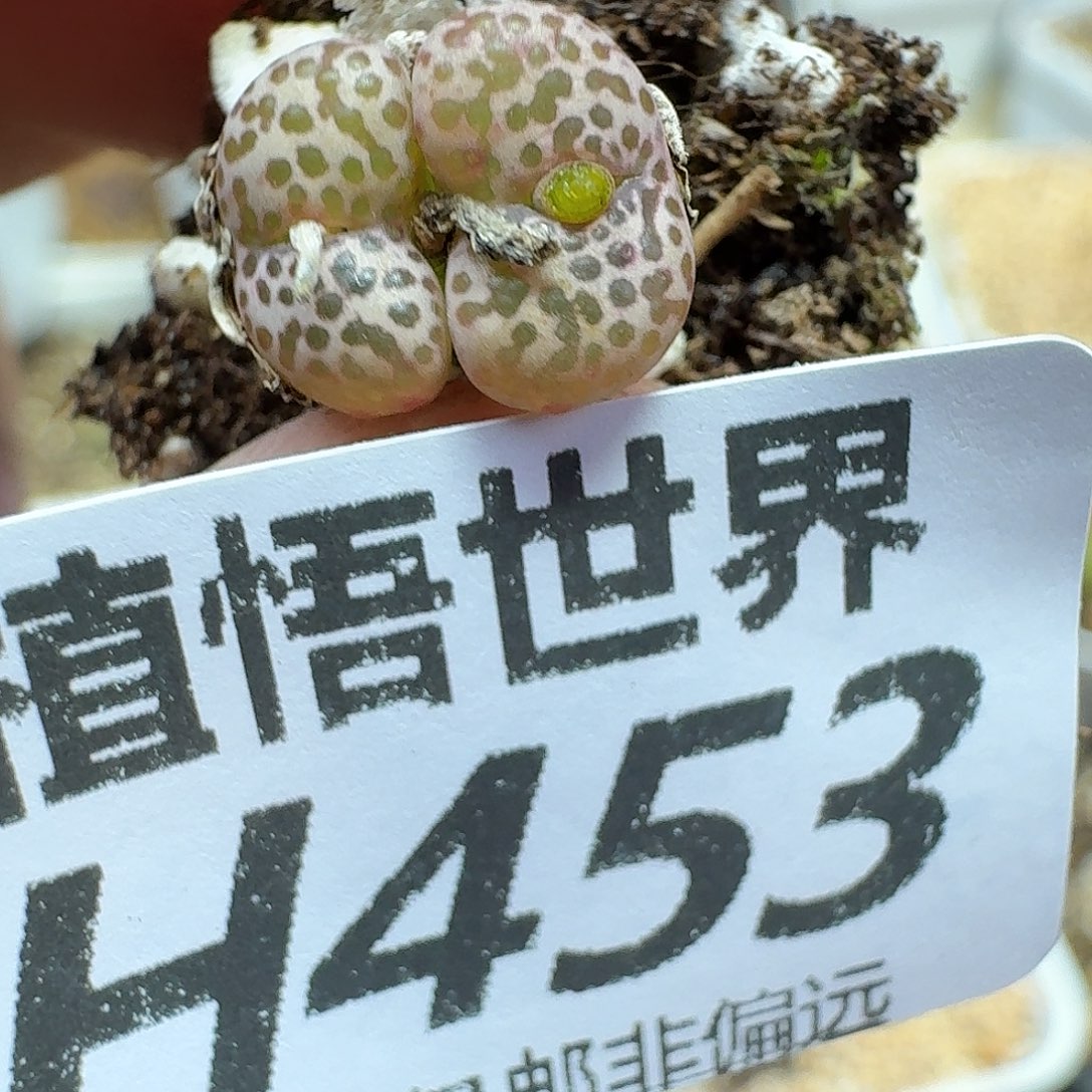 多肉植物的人生fgh