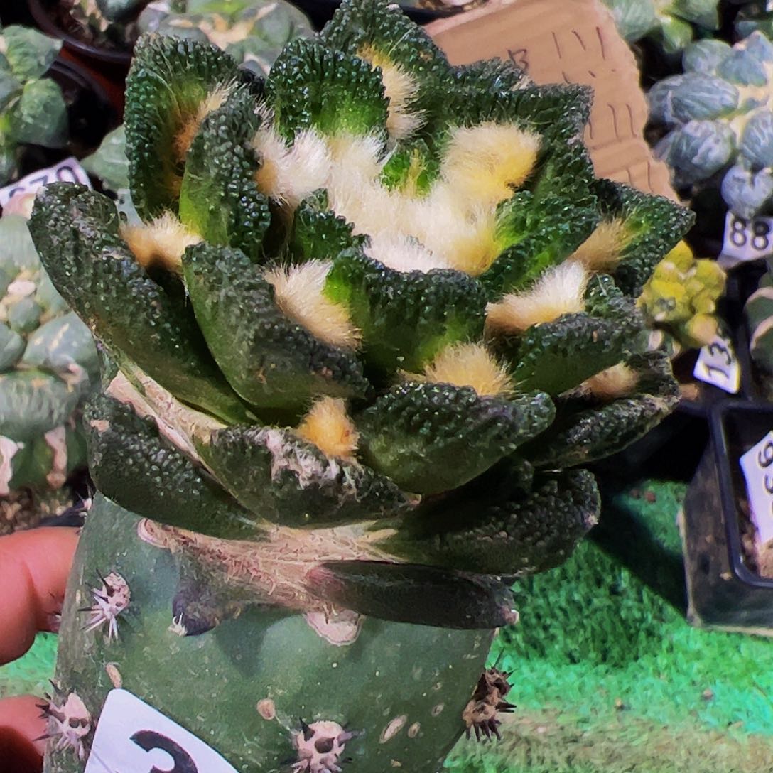 无花朵宽尤勃氏牡丹有点歪头300