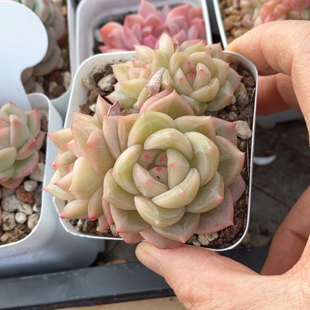 精品多肉一物一拍不包整734