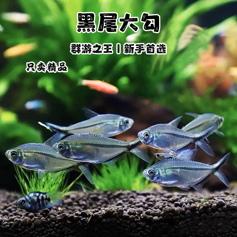 黑尾大勾鱼黑尾新手好养扯旗草缸鱼群游鱼观赏鱼淡水热带鱼活体