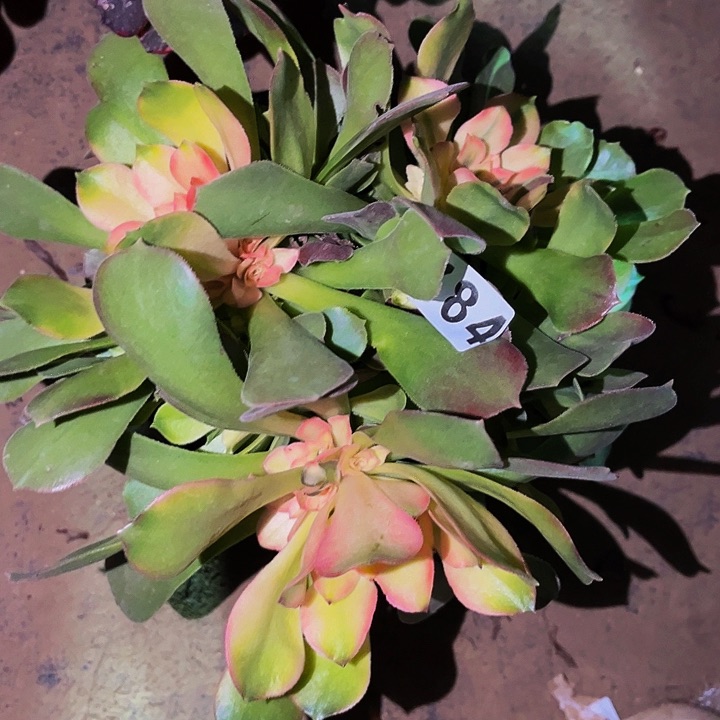 784香妃多肉植物处理不售后