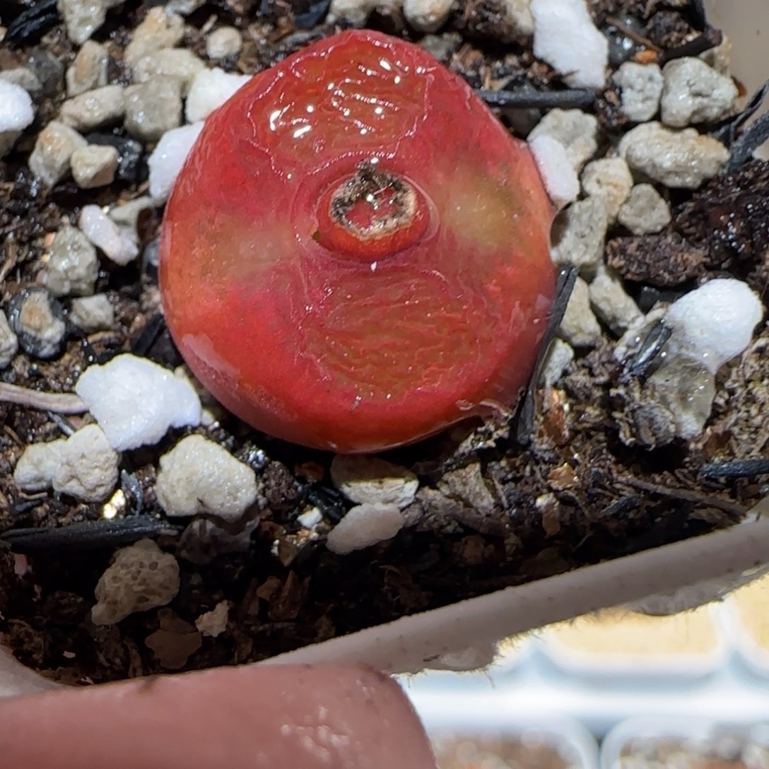 肉锥多肉植物百科-水蜜桃1021