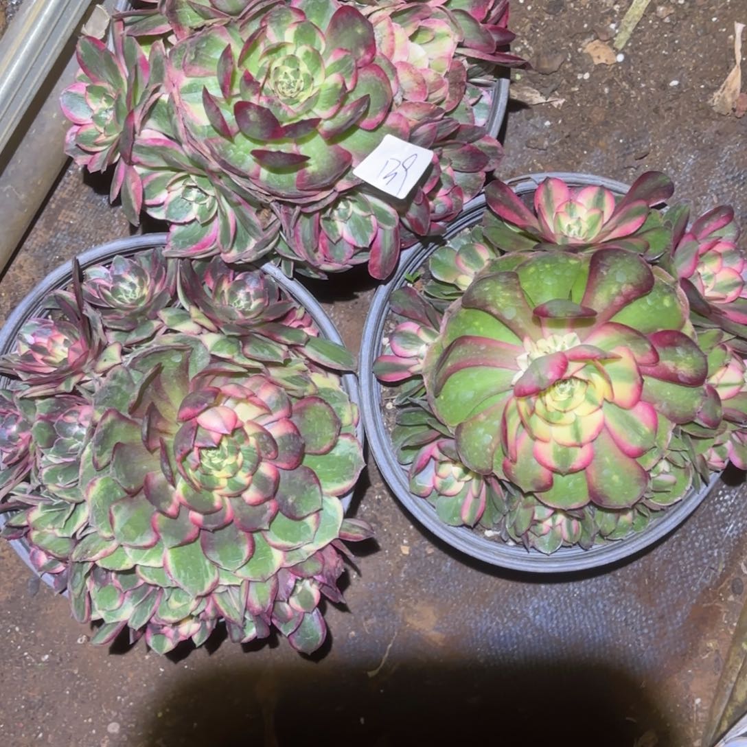 云南多肉植物组拍