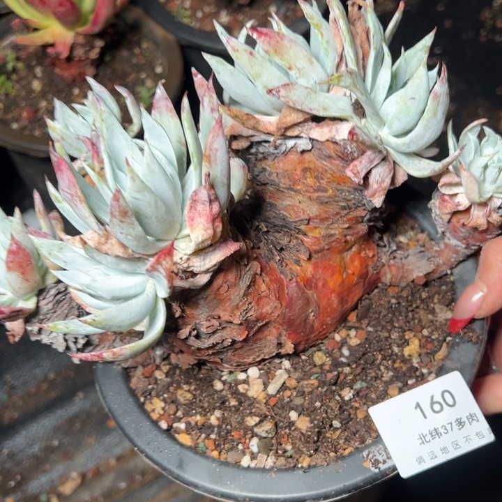 160哈哈哈哈哈哈哈哈哈哈