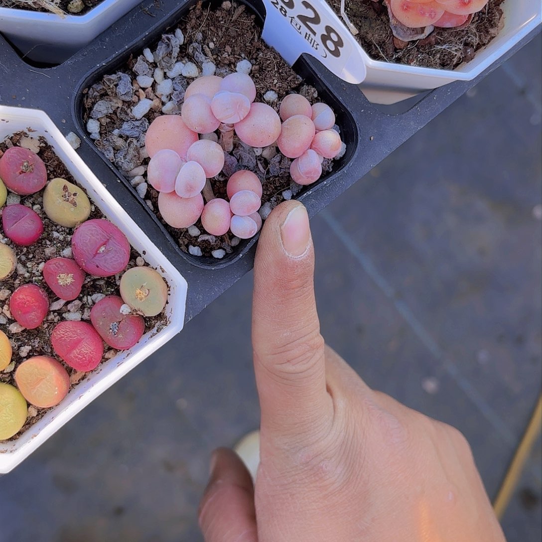 A828丸叶糖果桃蛋一物一拍