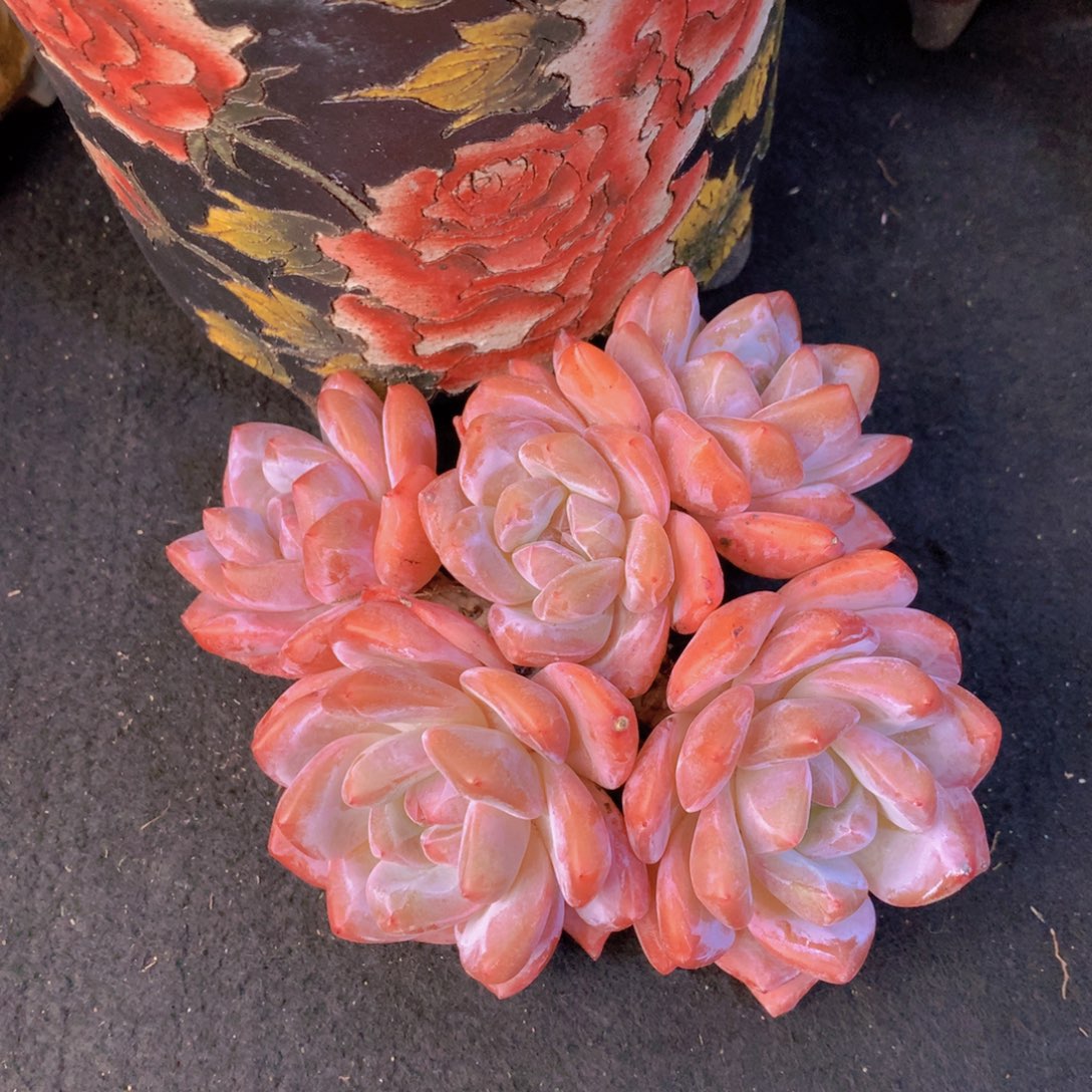 精品多肉植物花卉盆栽