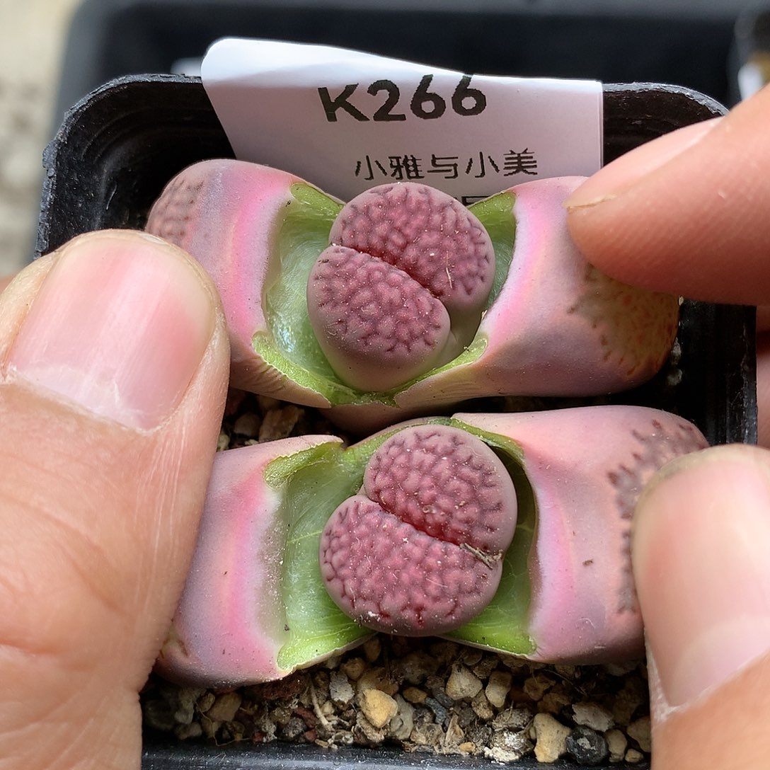 K266多肉植物保护