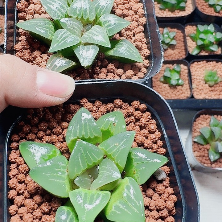 阳***y十二卷实生特选福利2颗