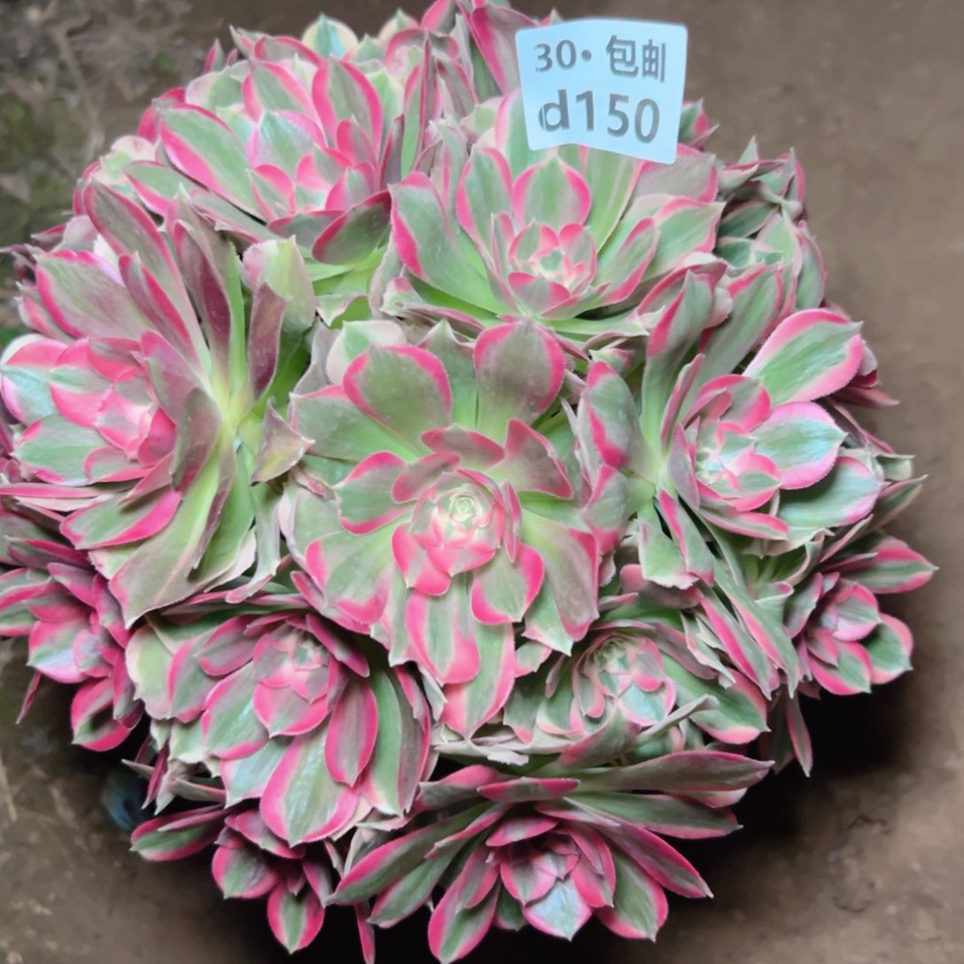 150妖月多肉法师