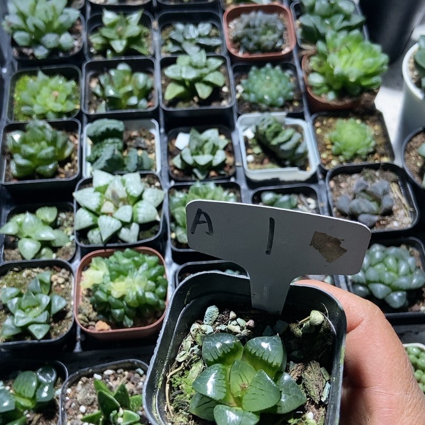 【闪购商品】1日月潭