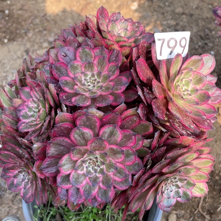 799多肉植物紫霞仙子