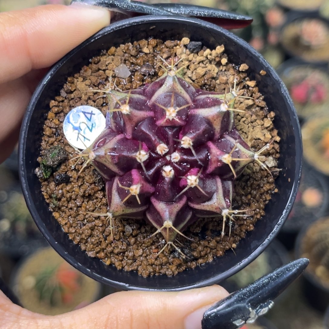 724 带盆土发货 福利