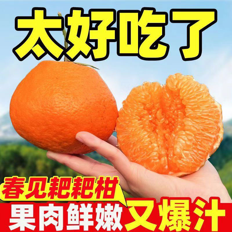 四川春见耙耙柑头茬树上熟新鲜粑粑柑橘子甜当季整箱水果丑柑桔子