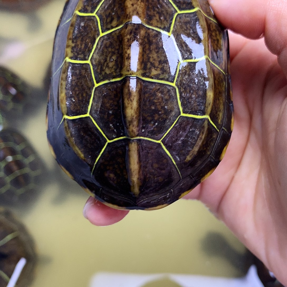 绿毛龟母中华草龟不分