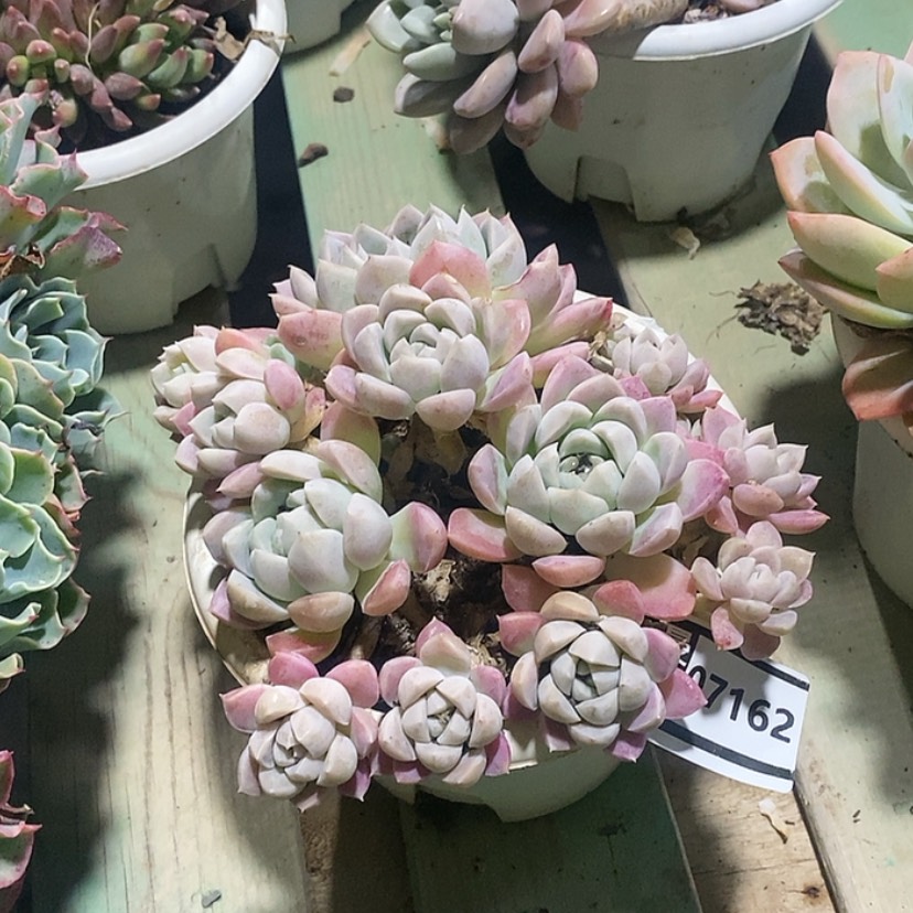 【闪购商品】奶油美人07162