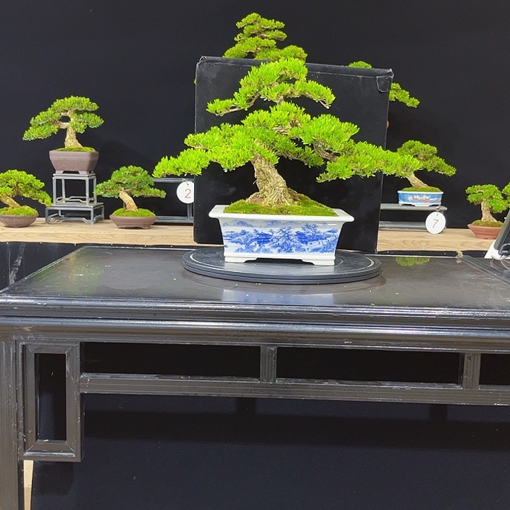 无花朵黄杨盆景四季常绿不落叶