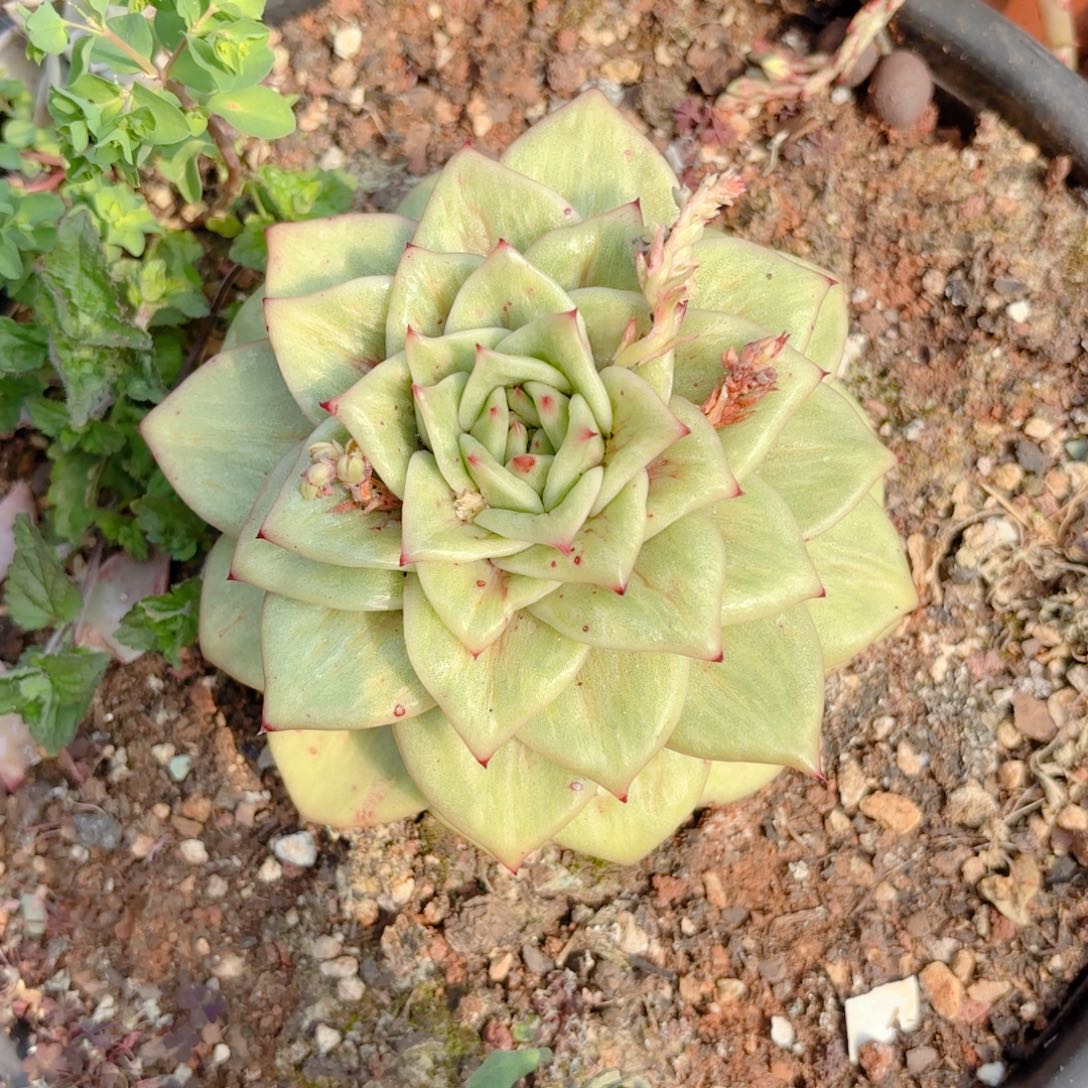 蔷薇玛利亚锦。   9.9。