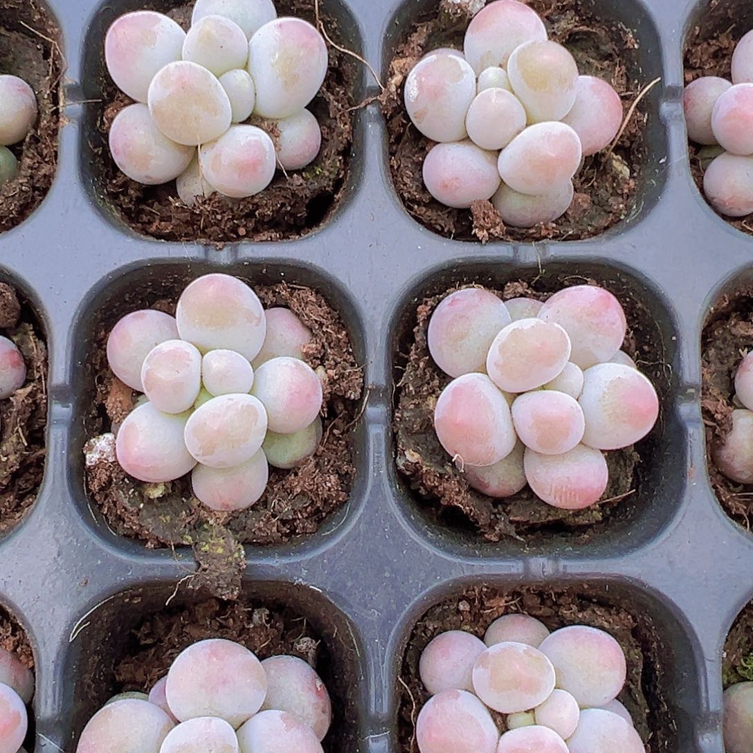 汤圆苗5颗多肉植物19