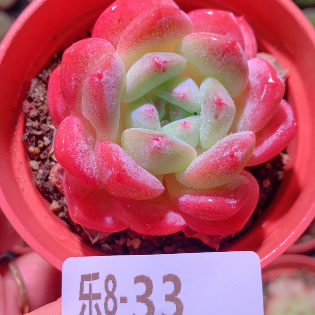乐然 8-33 冰糖单头 