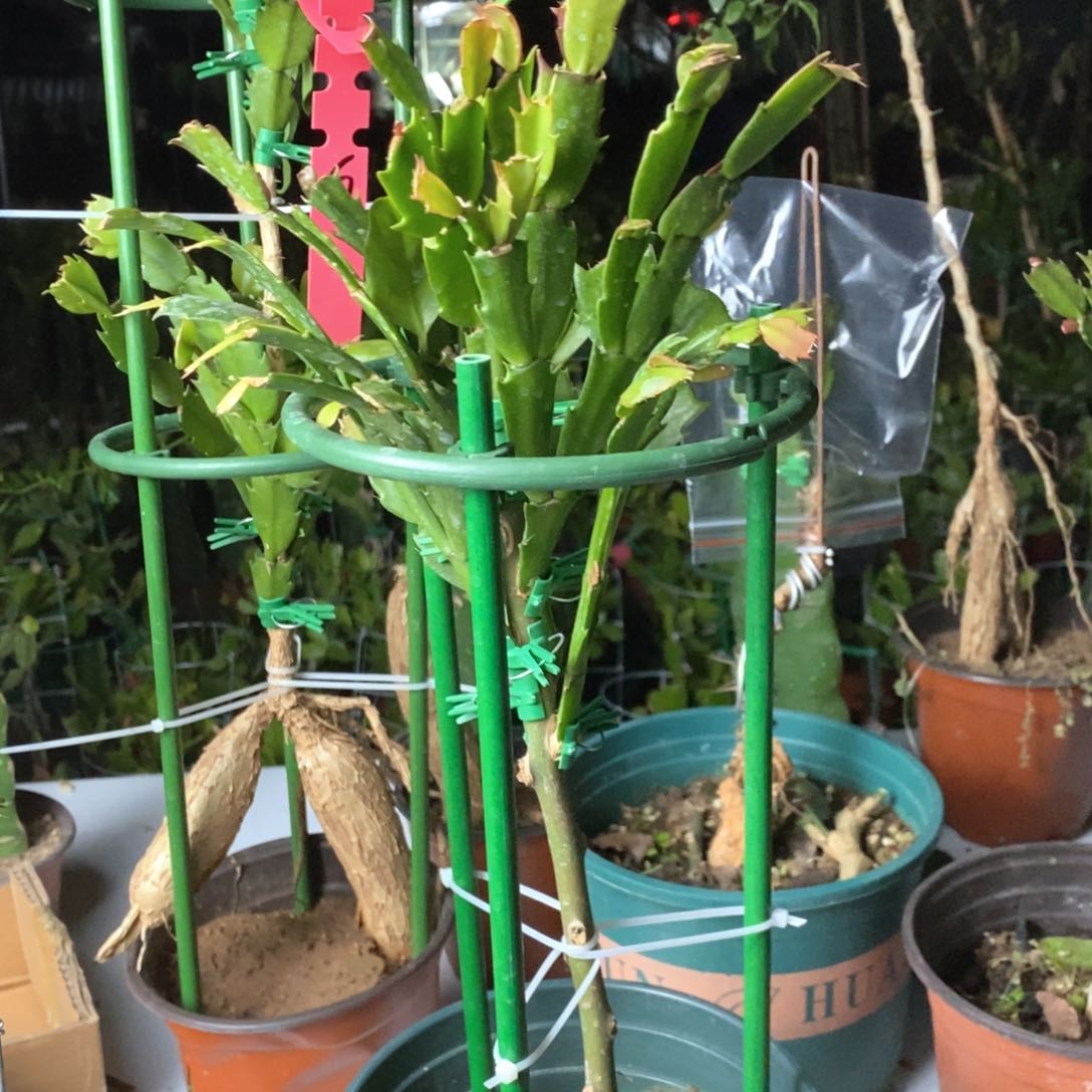 完全开放雨***！混色叶片一包品种随机