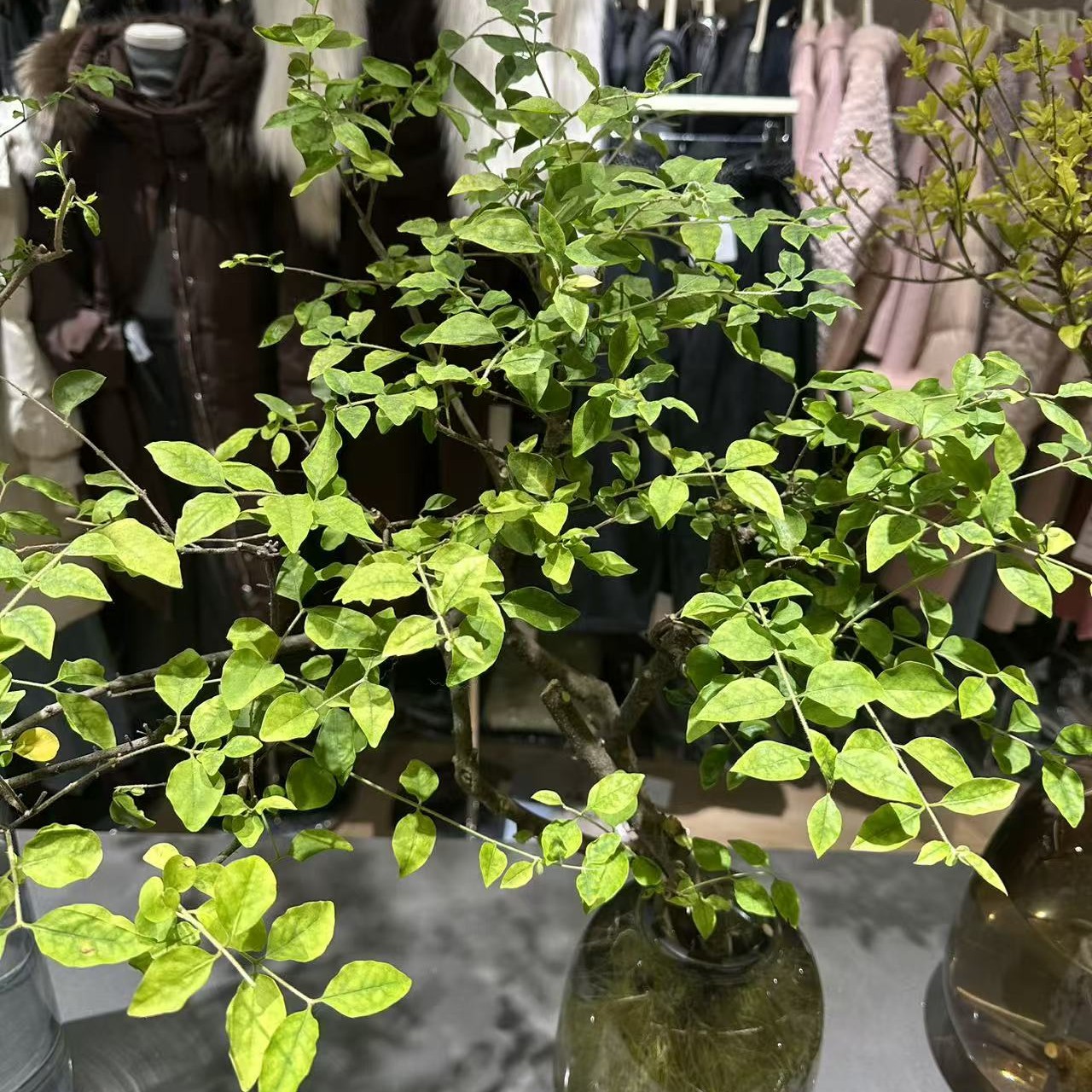 《一物一拍》水培鲜切枝室内绿植精致光照懒人专属花卉养护