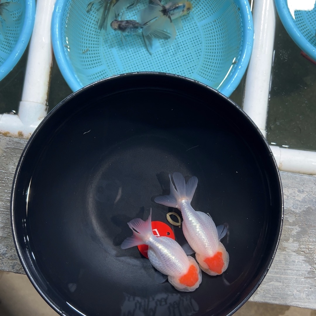 庸***子金鱼75号。虎头2条