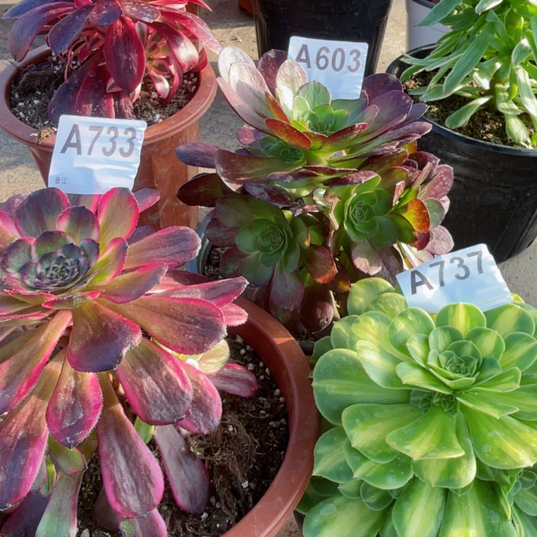 翡翠737赤颜连603红金刚733