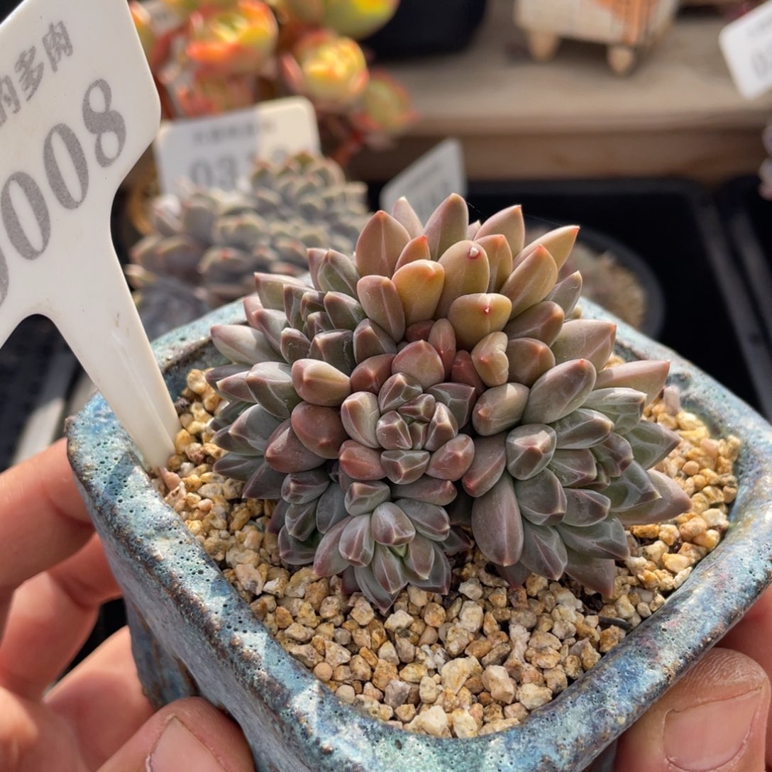 0008暗纹不带盆7厘米