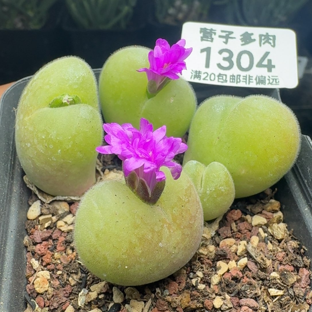 长毛带盆土。  5头。                 