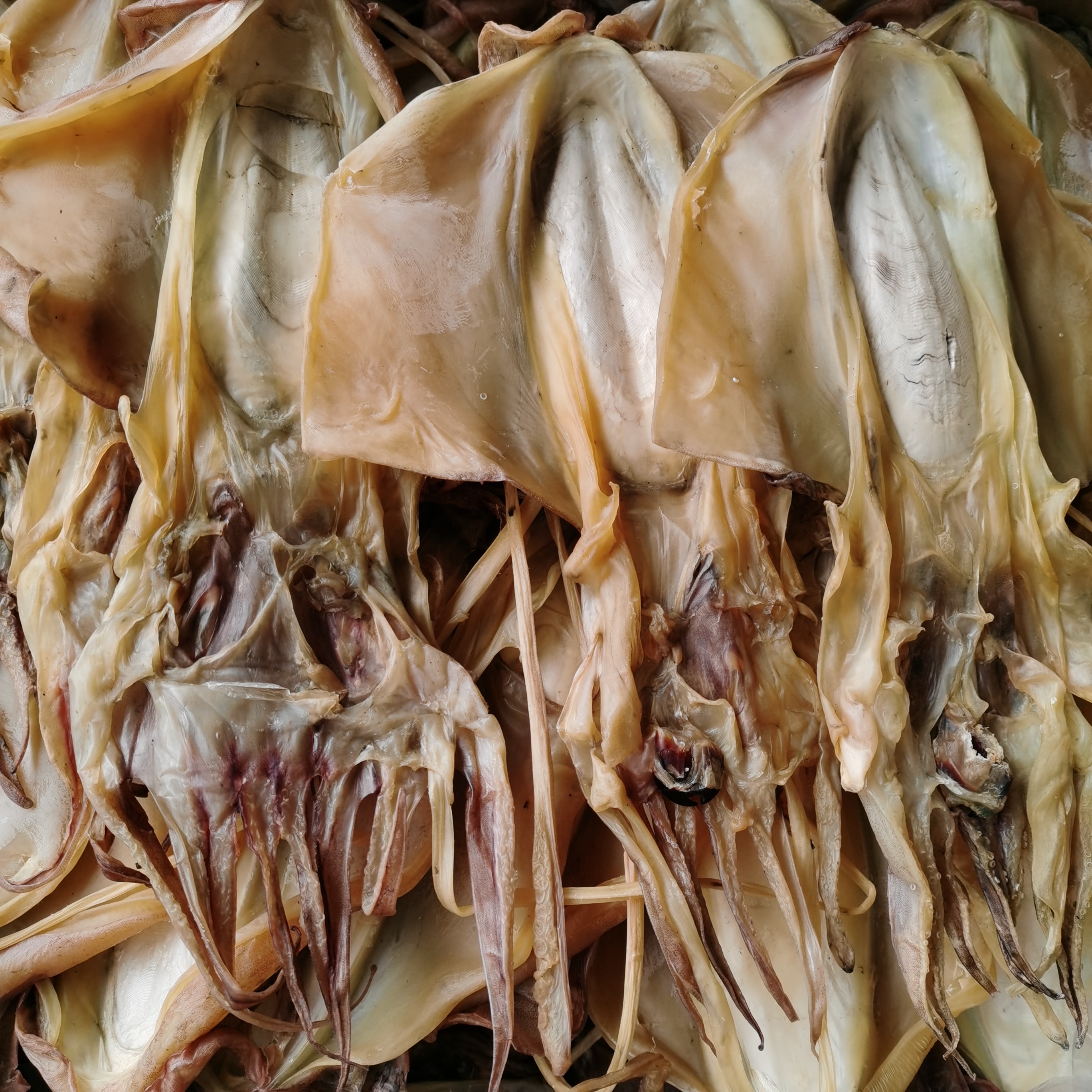 本地墨鱼干吊目海产品 送礼佳品