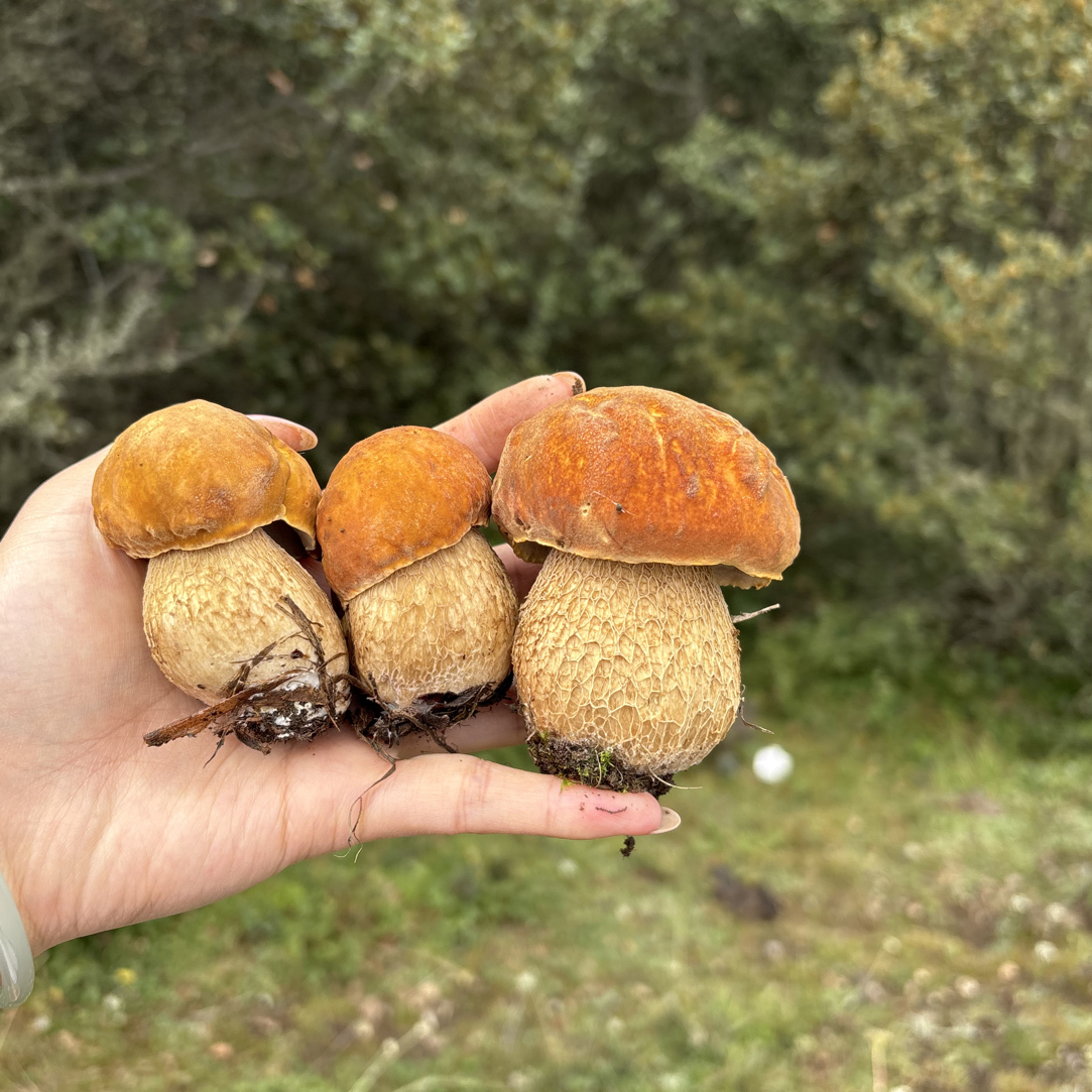 高原野生新鲜中华美味牛肝菌