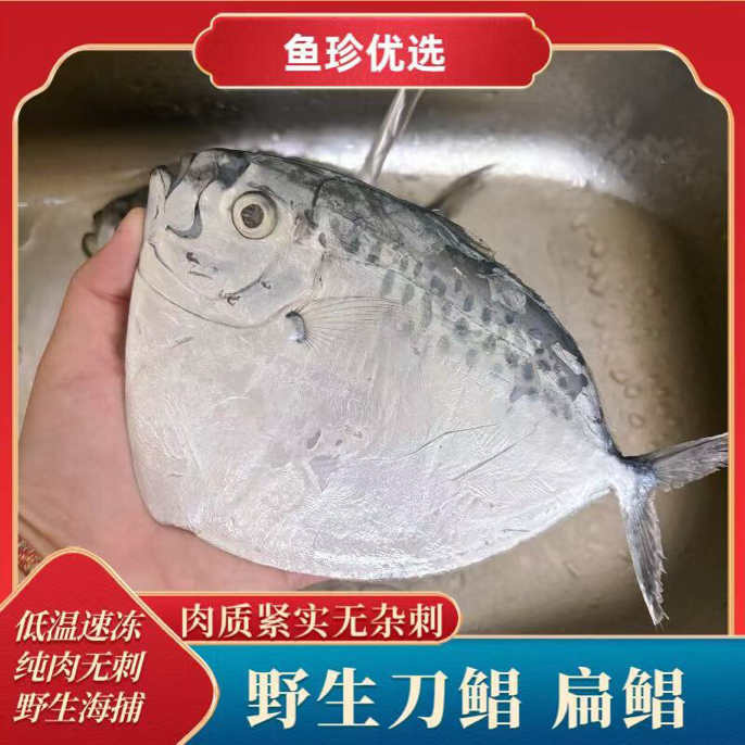 福建海捕刀鲳鱼皮刀鱼斧头鲳扁鲳鱼冷链