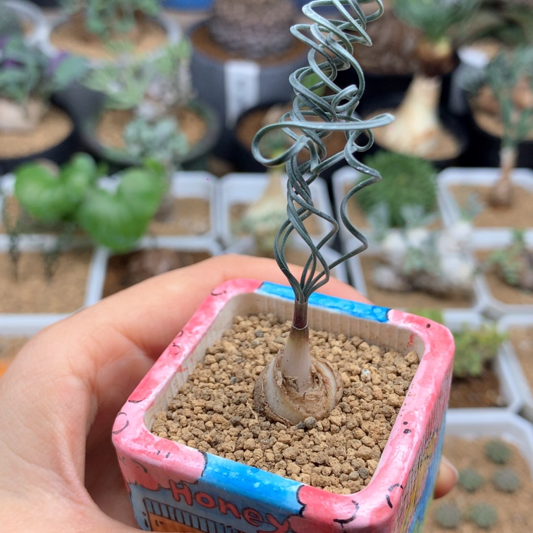 蚊香弹簧草母本脱土