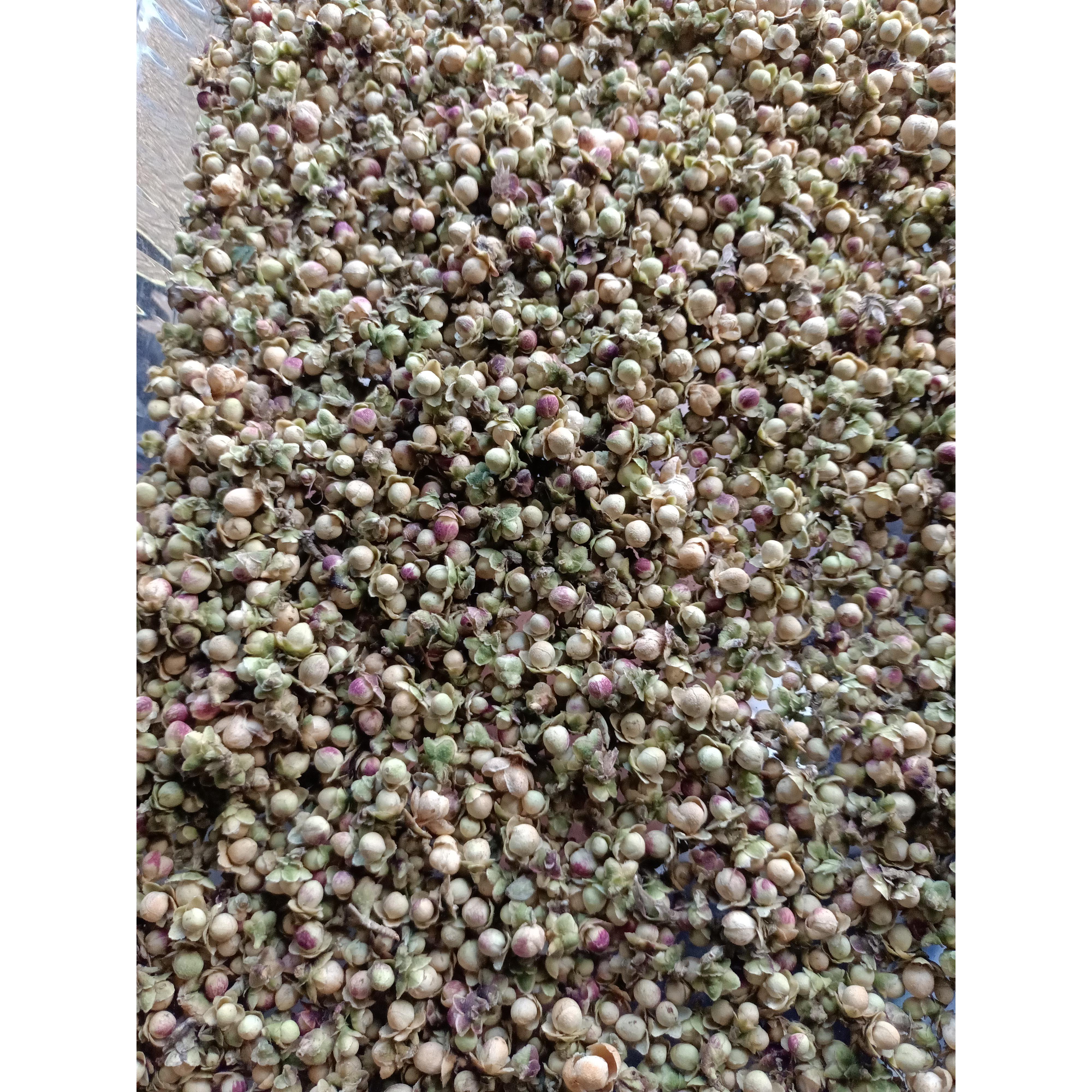 纸山箐国有林野生紫芽茶花苞