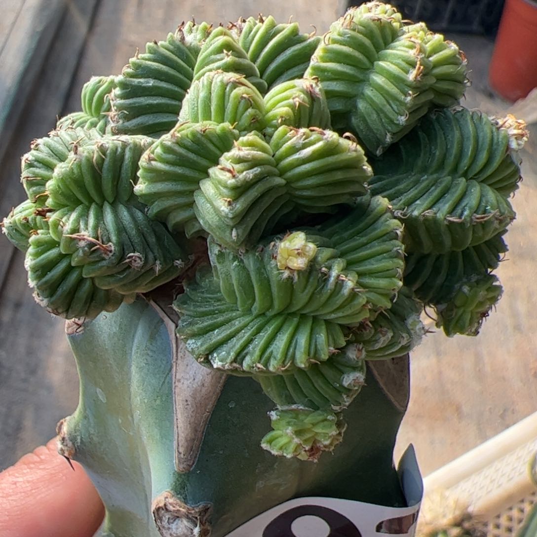 五星花笼群仙人球092