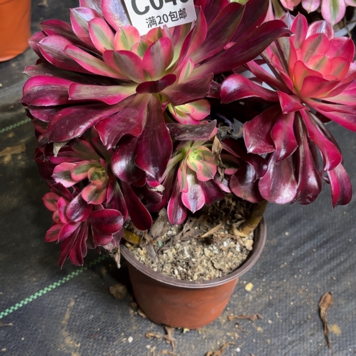 瑞妈一物一拍048有断枝