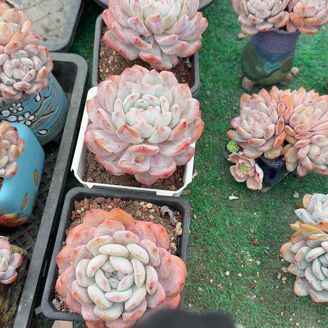 橙子单头10个一组呀