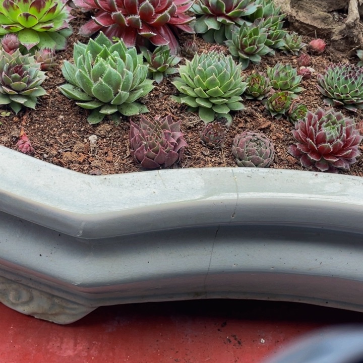 一***✨长生草三厘米左右60颗雨露12颗4厘米左右