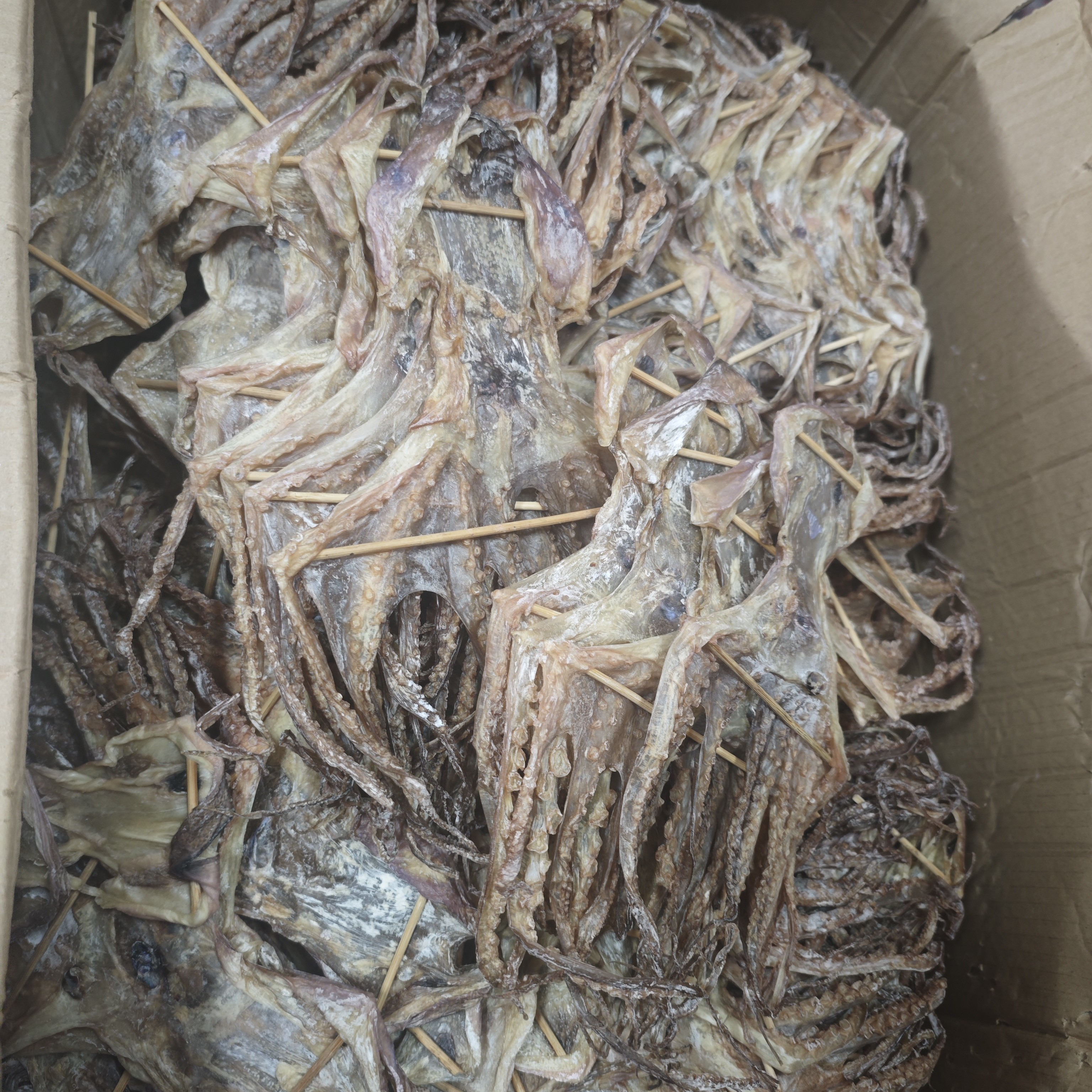 陆丰甲子特价章鱼