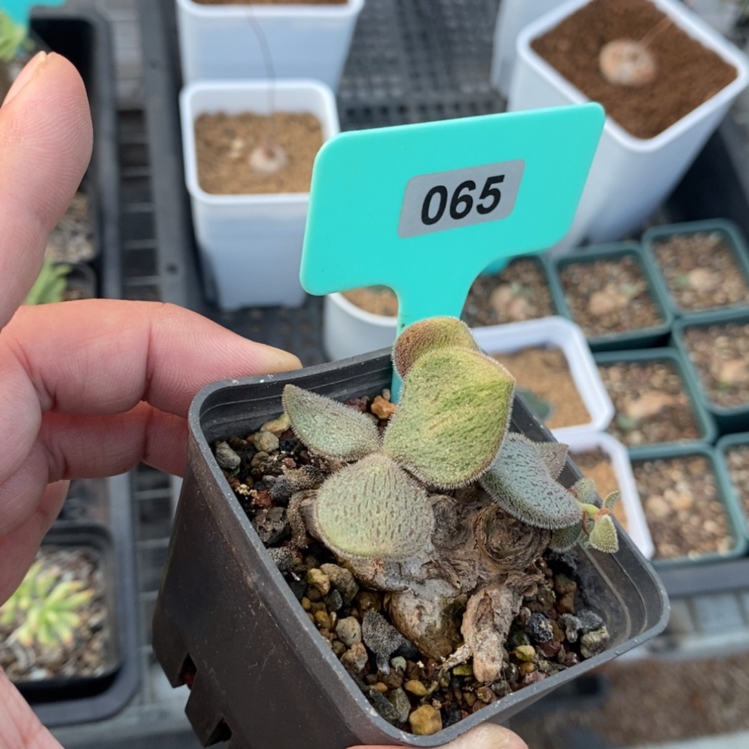薛辉圣塔产地多肉植物