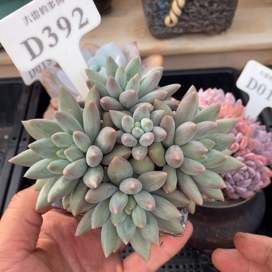 392红蜻蜓不带盆12厘米