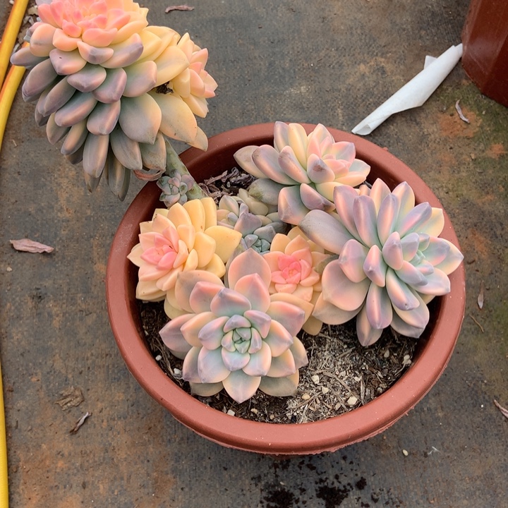 淡雪锦20晓晓一物一拍冷链