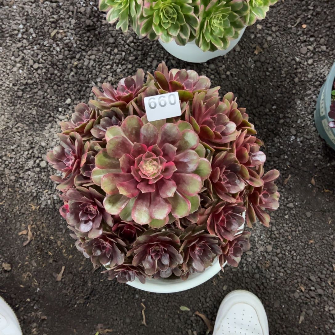 我是真的很喜欢这个