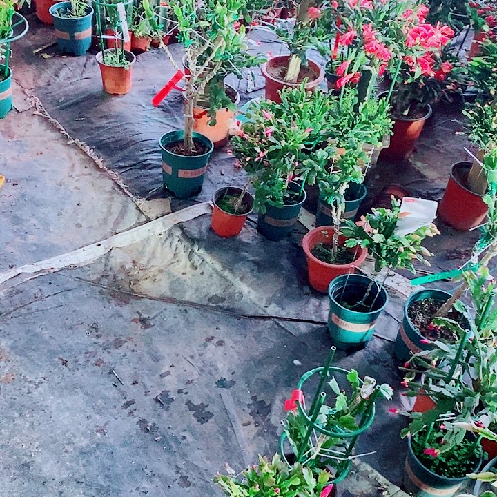 用***0无花朵仙人掌嫁接花架福利