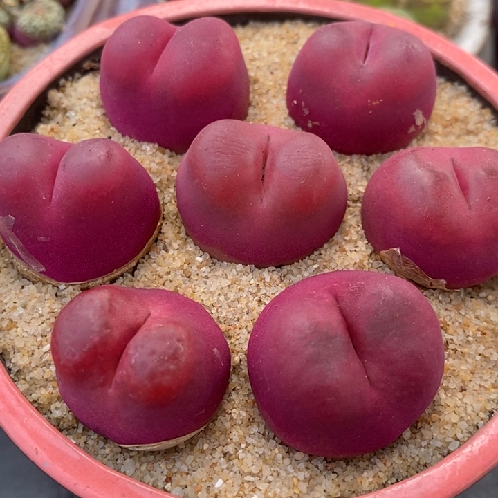 红宝石2颗一组一组